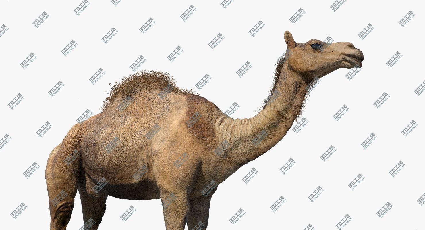 images/goods_img/2021040164/Camel (Rigged) (No fur) 3D model/4.jpg